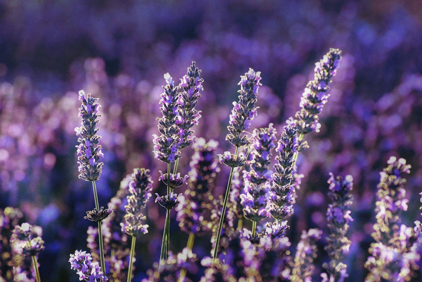 Lavender flowers in bloom