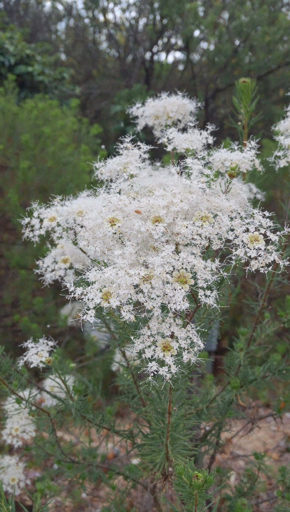 Tea tree (Melaleuca alternifolia) leaves