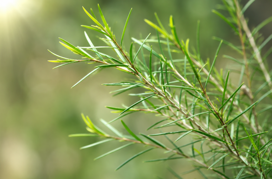 teatree
